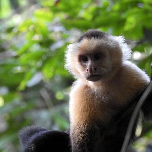White Faced Capuchin