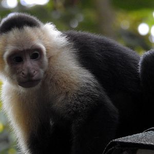 White Faced Capuchin