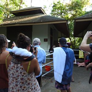 White Faced Capuchin and crowd