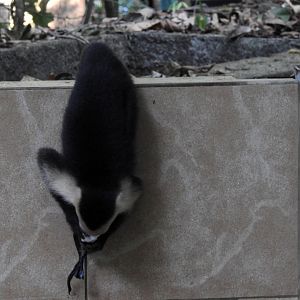 White Faced Capuchin