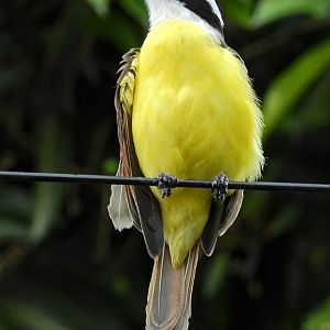 Great Kiskadee
