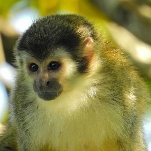 Red Backed Squirrel Monkey