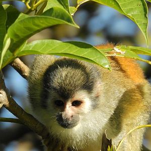 Red Backed Squirrel Monkey