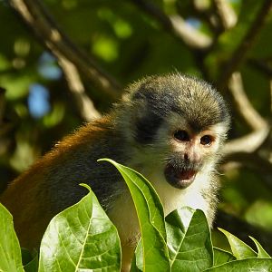Red Backed Squirrel Monkey