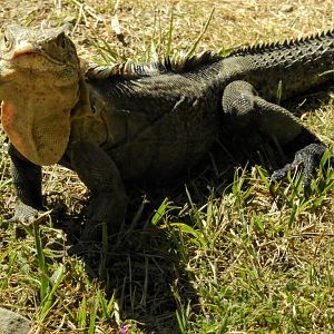 Iguana (?)