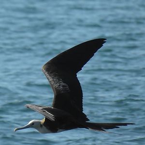 Magnificent Friagetbird