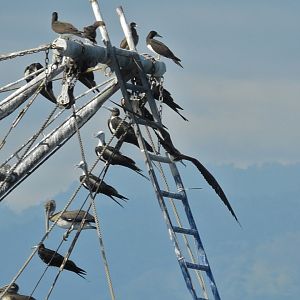 Brown Booby, Brown Pelican, and Magnificent Frigatebird