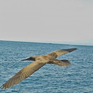 Brown Booby