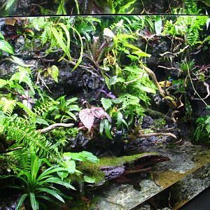 SEA Aquarium - Poison Arrow Frog exhibit