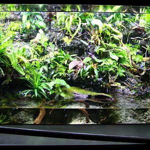 SEA Aquarium - Poison Arrow Frog exhibit
