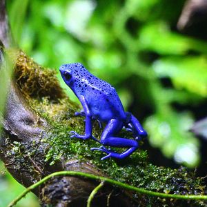 SEA Aquarium - Poison Arrow Frog exhibit