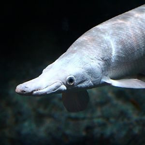 SEA Aquarium - Gar exhibit