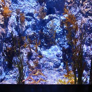 SEA Aquarium - Sea Dragon exhibit