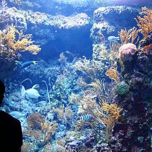 SEA Aquarium - Singapore Reef exhibit