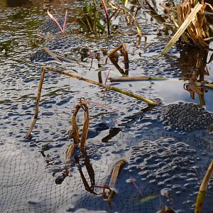 Frogspawn, February 2017