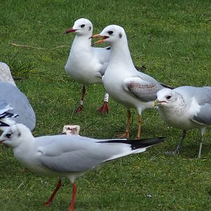 gulls with rings