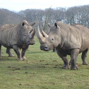 Southern white rhinoceros