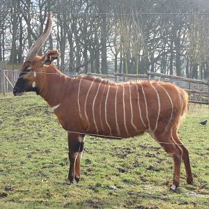 Eastern bongo