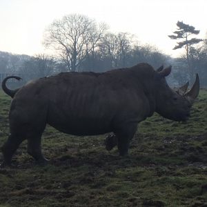 Southern white rhinoceros