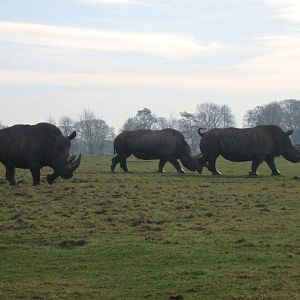 Southern white rhinoceros