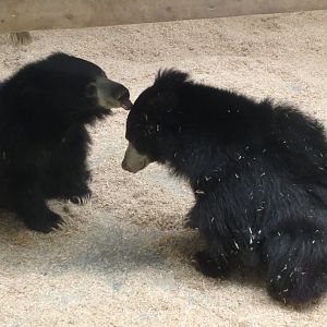Sloth bears