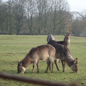Waterbucks and grevy's zebra