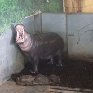 Pygmy hippopotamus