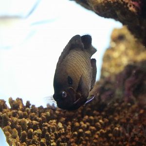 Dusky angelfish