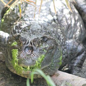 Spectacled caiman