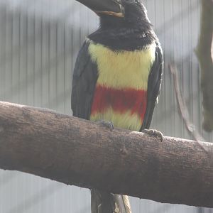 Black-necked aracari