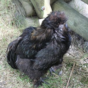 Some kind of chicken-breed - Silky ?