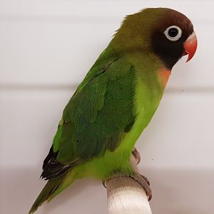 Black-cheeked lovebird