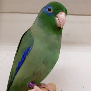 Spectacled parrotlet - male