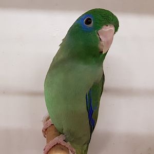Spectacled parrotlet - male