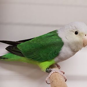 Grey-headed lovebird - male