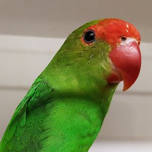 Black-winged lovebird - male