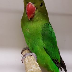 Black-winged lovebird - female