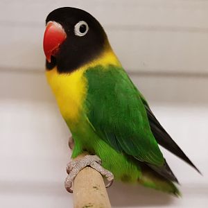 Yellow-collared lovebird