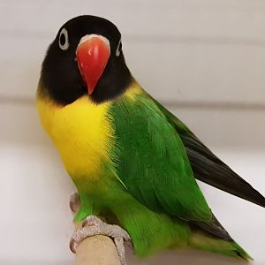 Yellow-collared lovebird