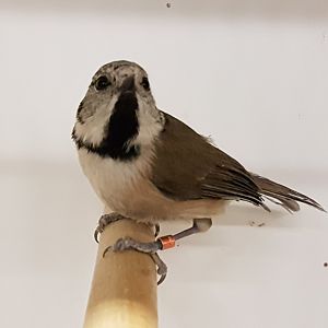 Crested tit