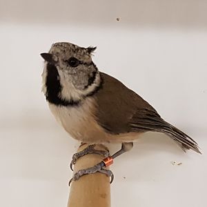 Crested tit