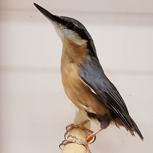 European nuthatch
