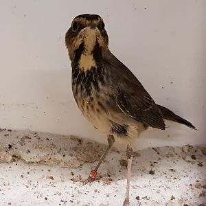 White-spotted bluethroat