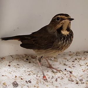 White-spotted bluethroat