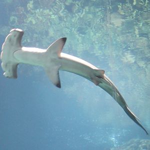Scalloped hammerhead