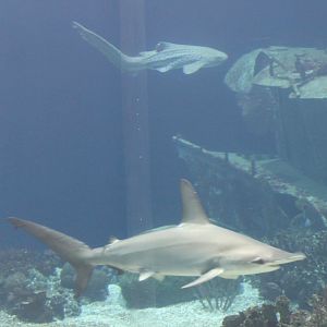 Scalloped hammerhead and Zebra shark