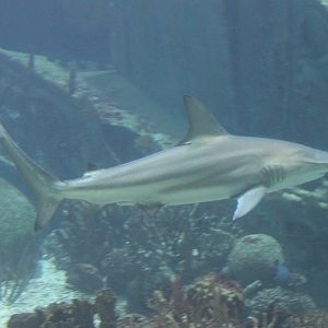 Blacktip shark (Carcharhinus limbatus)