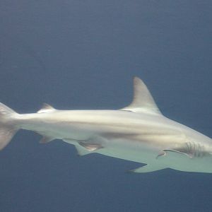 Shark ID