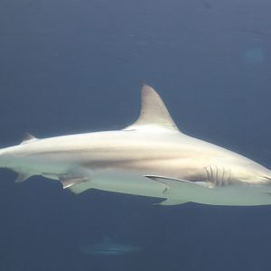 Shark ID