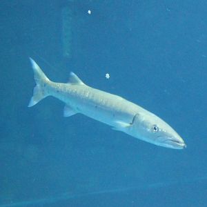 Barracuda
